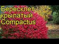 Бересклет крылатый Компактус (Compactus). Краткий обзор, описание характеристик, где купить саженцы