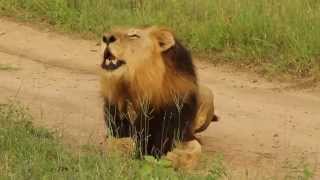 The Legendary Mapogo lions roars to reunite