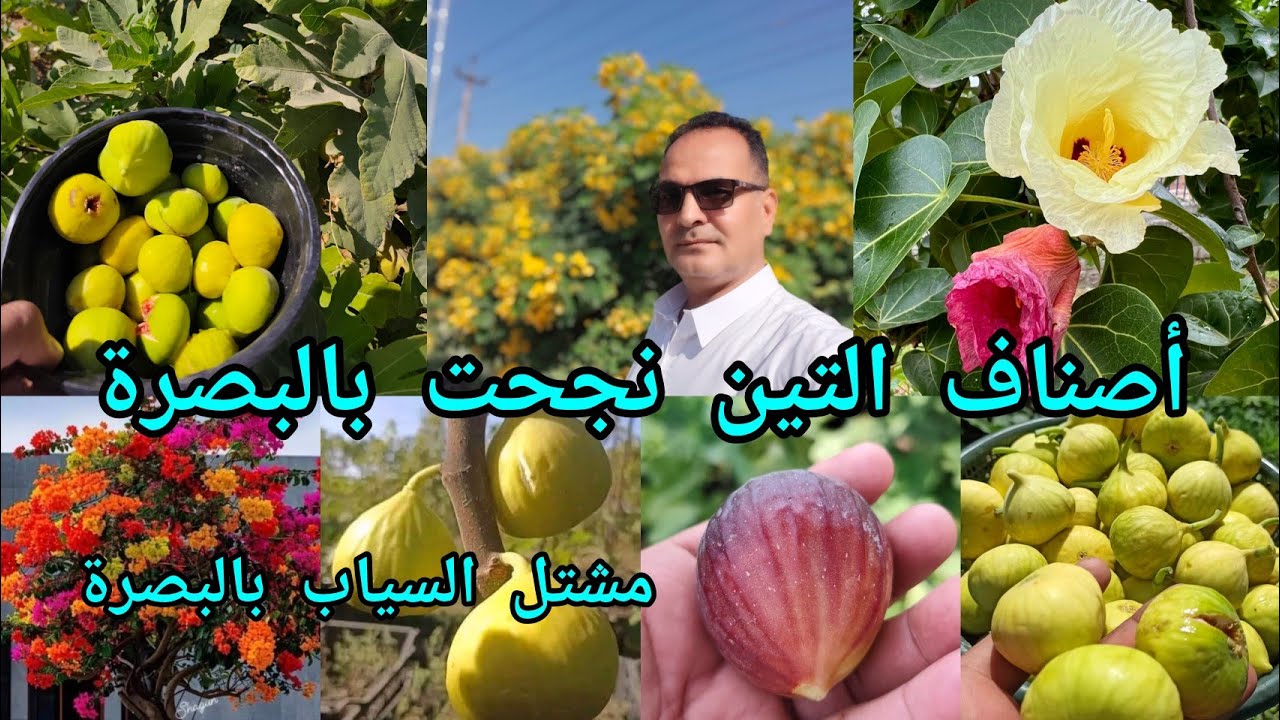 تين الحطاب وتين العبيد ونباتات مختلفة نجحت زراعتها بالبصرة العراق بدرجة حرارة وملوحة علية جدآ 