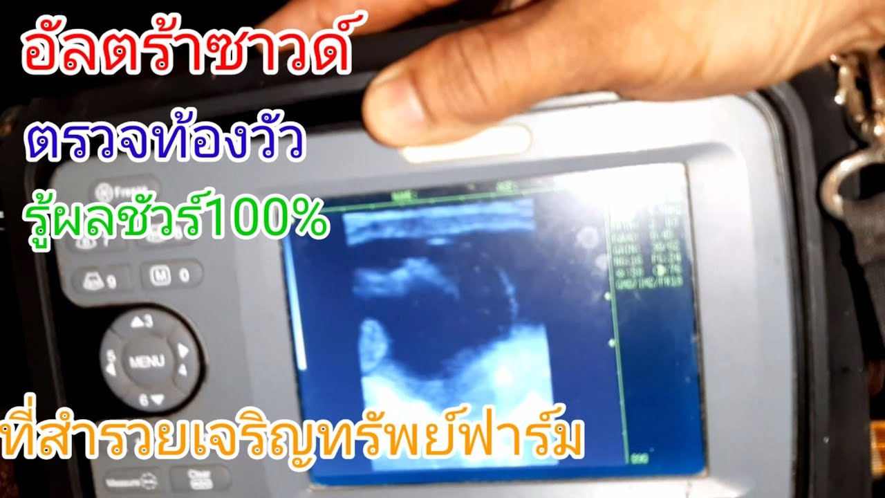 อัลตร้าซาวด์ตรวจท้องวัวที่1SJสำรวยเจริญทรัพย์ฟาร์ม