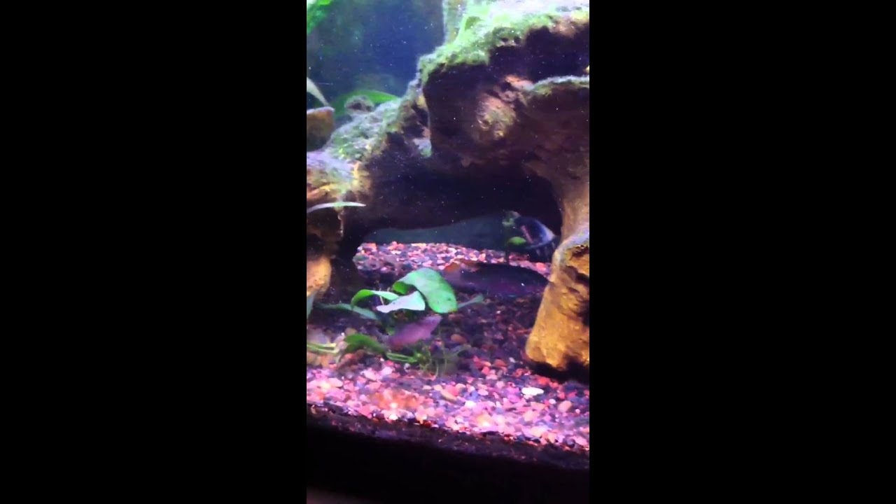 Skunk Loaches Mating?