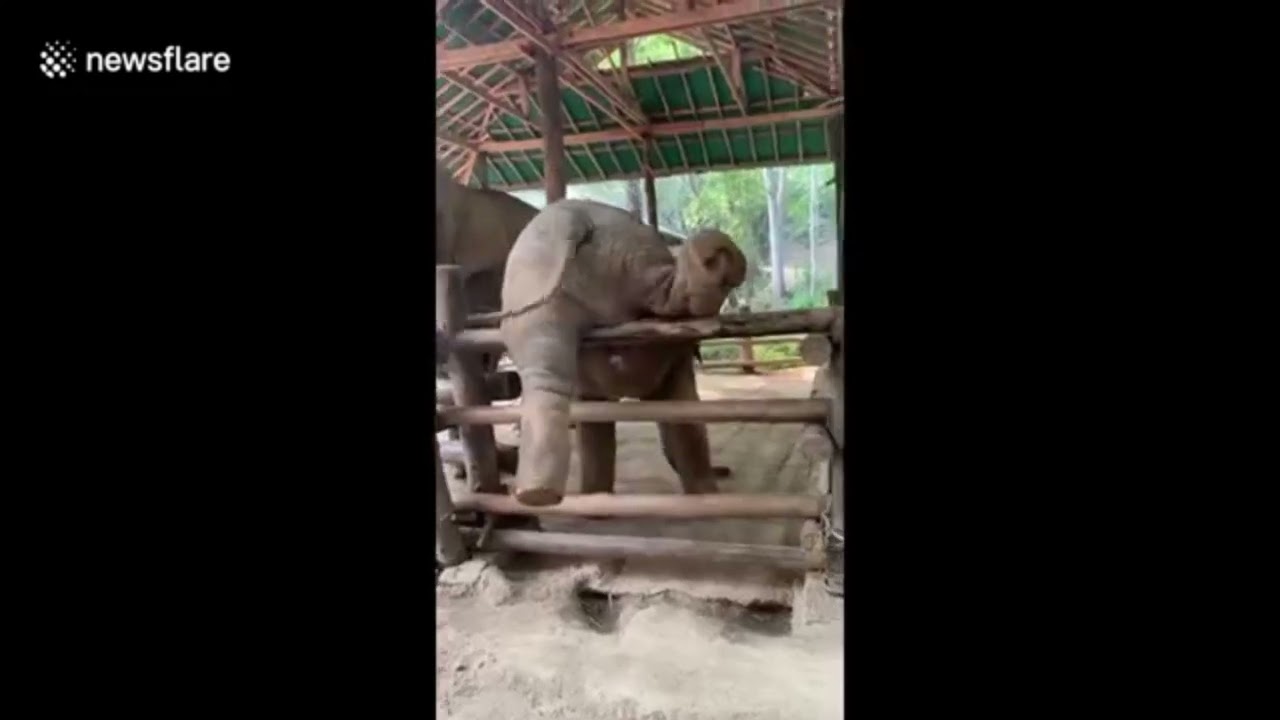 Baby Elephant Asks For Help