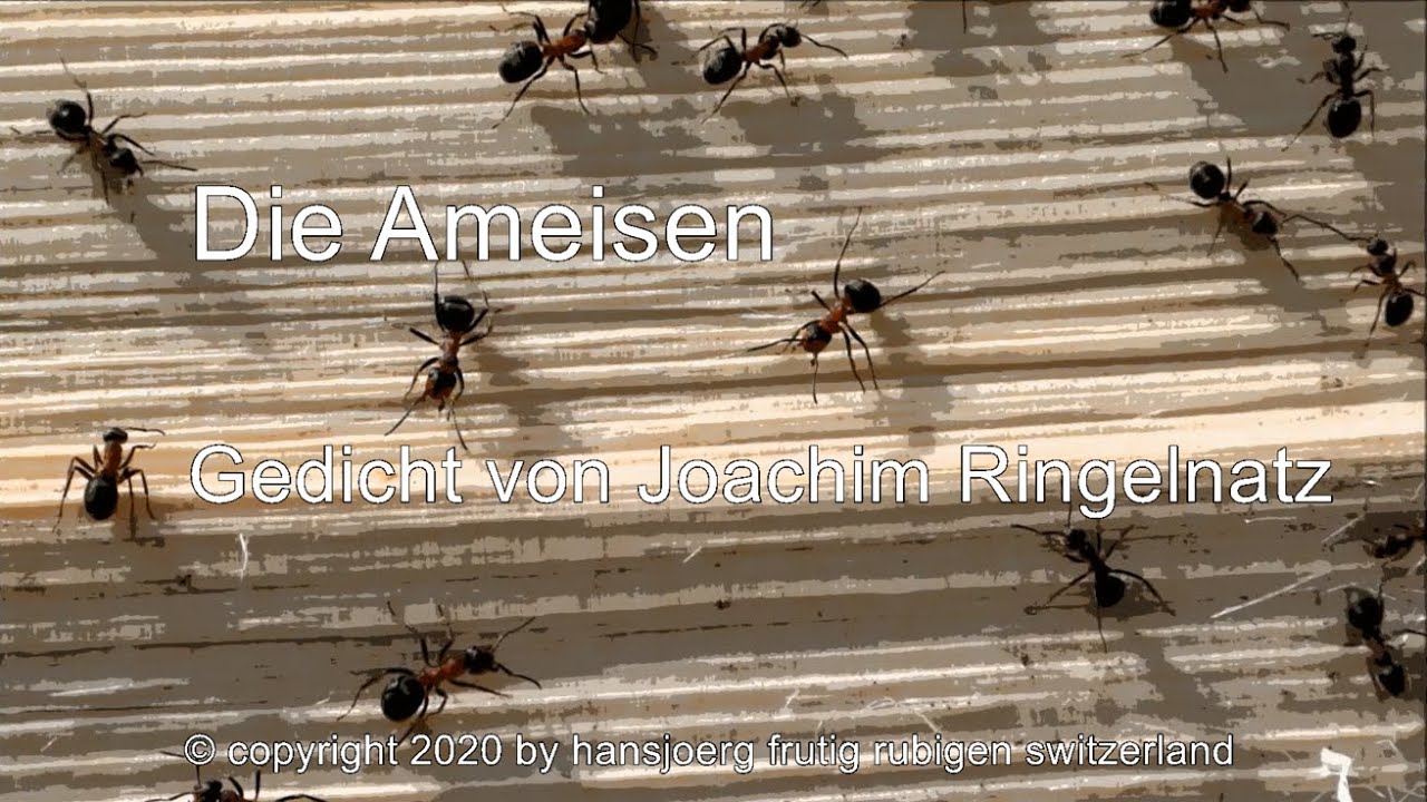 Es Waren Einmal Zwei Ameisen Die Ameisen (Gedicht von Joachim Ringelnatz) - YouTube