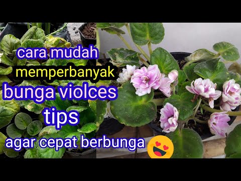 Video: Bagaimana cara menanam bunga violet dari daun? Cara dan tips
