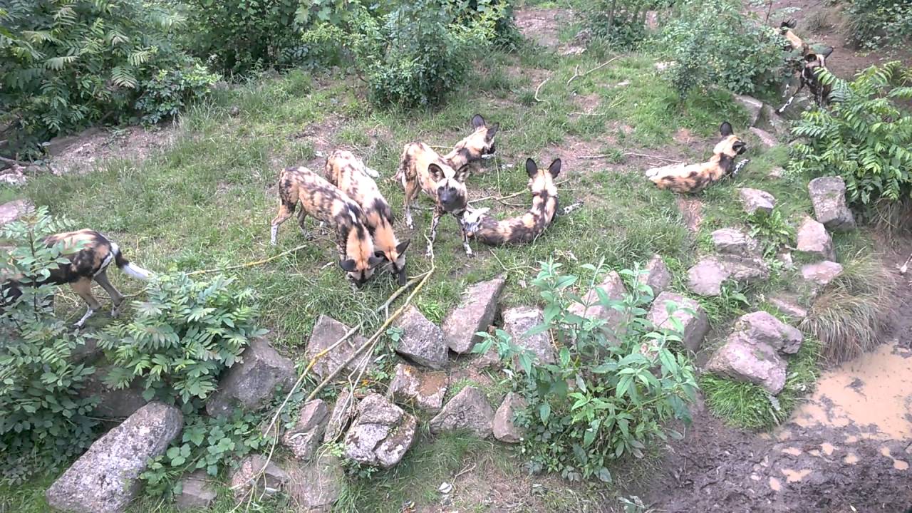 African hunting dog enrichment at London Zoo YouTube