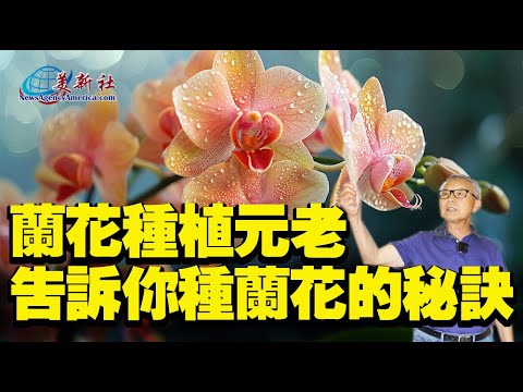 The secret of growing orchids