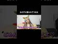 敵多そう。#ギャル#カップル#カップル動画