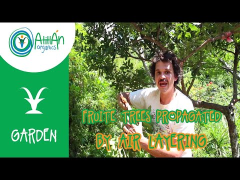 How To Do An Air Layer To Propagate Fruit Trees | Macadamia Propagated By Air Layering