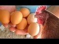 What to feed your chickens so they lay eggs year ... - YouTube