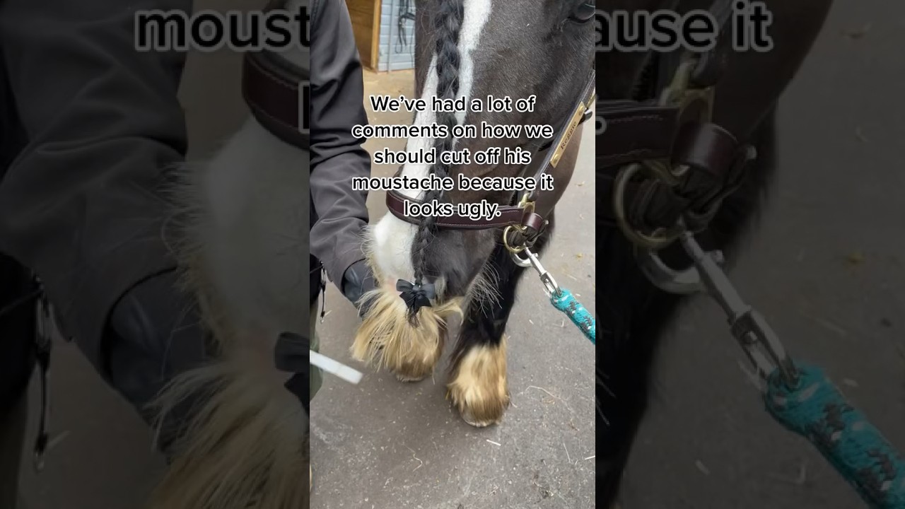 Horse with a moustache. We won't cut it off! ❤️ 