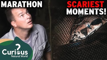Worlds Greatest Python Hunters Show Us SCARIEST Reptile Encounters | Curious?: Natural World