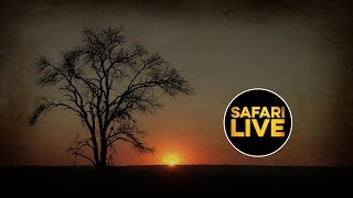 safariLIVE - Sunrise Safari - June 16, 2019