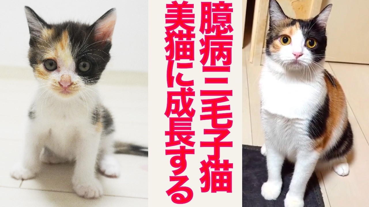 気弱な保護子猫、美しき三毛猫へと成長する　Growth of the rescued calico kitten