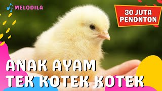 LAGU ANAK AYAM TEK KOTEK KOTEK - Lagu Anak Anak screenshot 2