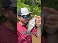 How do they taste??? Cause this one smelt a little funky… #fishing #outdoors #louisiana #crappie
