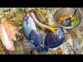 EPIC Day Of Spearfishing | Conch And Doctor Fish Soup