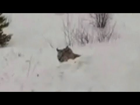 Caught on cam: Manitoba man has close encounter with a lynx