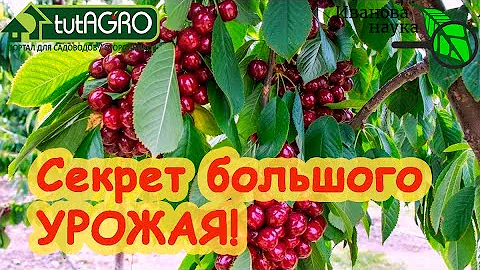ЧЕРЕШНЯ ЕСТЬ, А ЧЕРЕШЕН НЕТ? Сделайте так и деревья ЗАВАЛЯТ урожаем. И ПТИЦЫ не страшны!