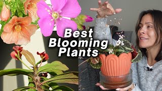 My Favorite Blooming Houseplants!