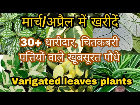 Videó: Színes szobanövények lombozata – Lombozatú növények színezése
