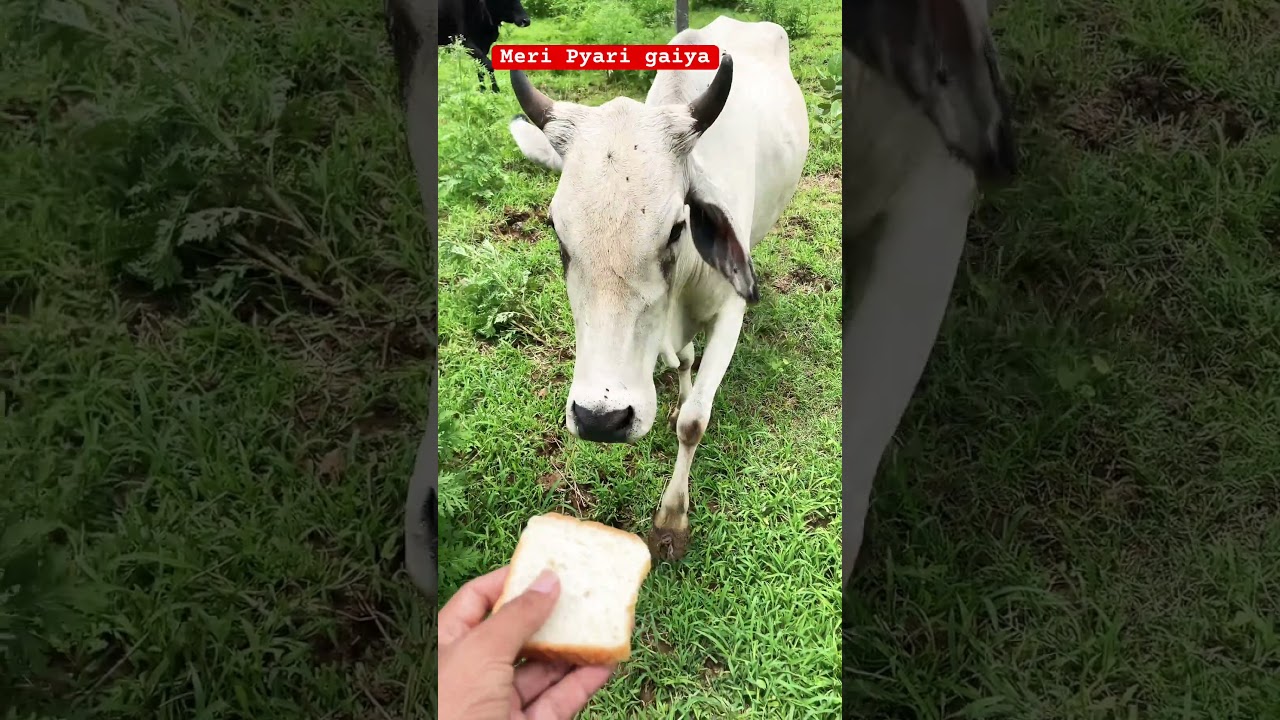 "Gaiya Ko Bread Dena Hai Punya Ka Kaam | Viral Desi Cow Video" 