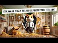 Umpan Hamster: Kehilangan, Pelajaran & Harga Menjadi Kaya