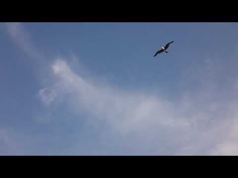 Сентябрь в Батуми 02.09.2020/September in Batumi/სექტემბერი ბათუმში/Seqtemberi batumshi