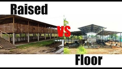 Which Goat Structure is better Raised or Floor 2024