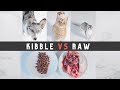 Raw Fed Pets Choose Between Kibble And Raw