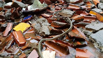 Primitive Technology: Simple DIY Python Snake Trap Using Yellow Bucket That Work 100%