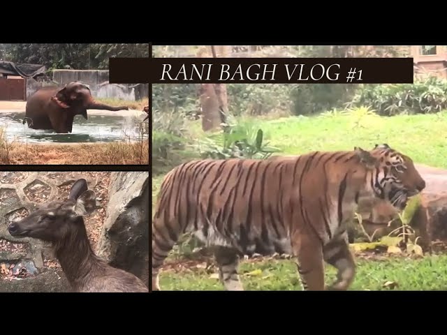 new animals in rani bagh mumbai |byculla zoo| jijamata udyan - YouTube