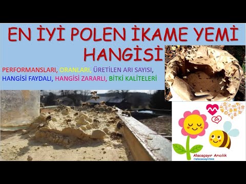 427-EN İYİ #polen İKAME YEMİ HANGİSİ? #kek tarifleri KAÇ #arı ÜRETİR? #arıcılık #arıçılıq