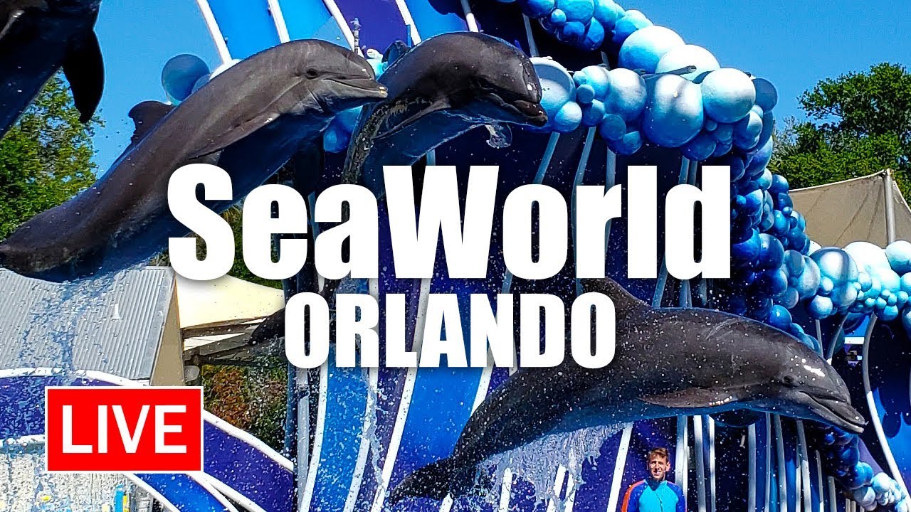 🔴 Live: SeaWorld Orlando Saturday Morning Fun | SeaWorld Live Stream -  YouTube