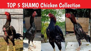 Top 5 Shamo Chicken Breed Collection