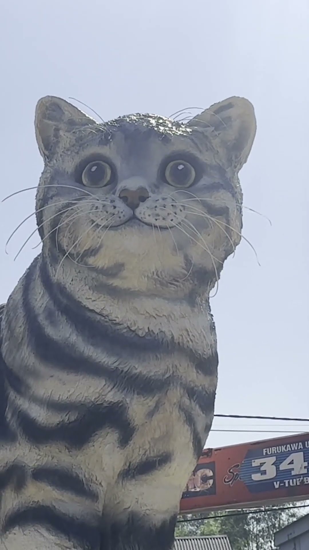 Xuất hiện 'hoa hậu mèo' ở Quảng Trị, lọt top tượng linh vật đẹp nhất Tết này?