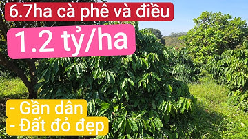 Bán vườn cà phê và đất đỏ bazan gần dân giá rẻ, bất động sản đất rẫy gia lai