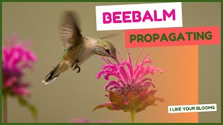 Bee-balm | Propagating | How to