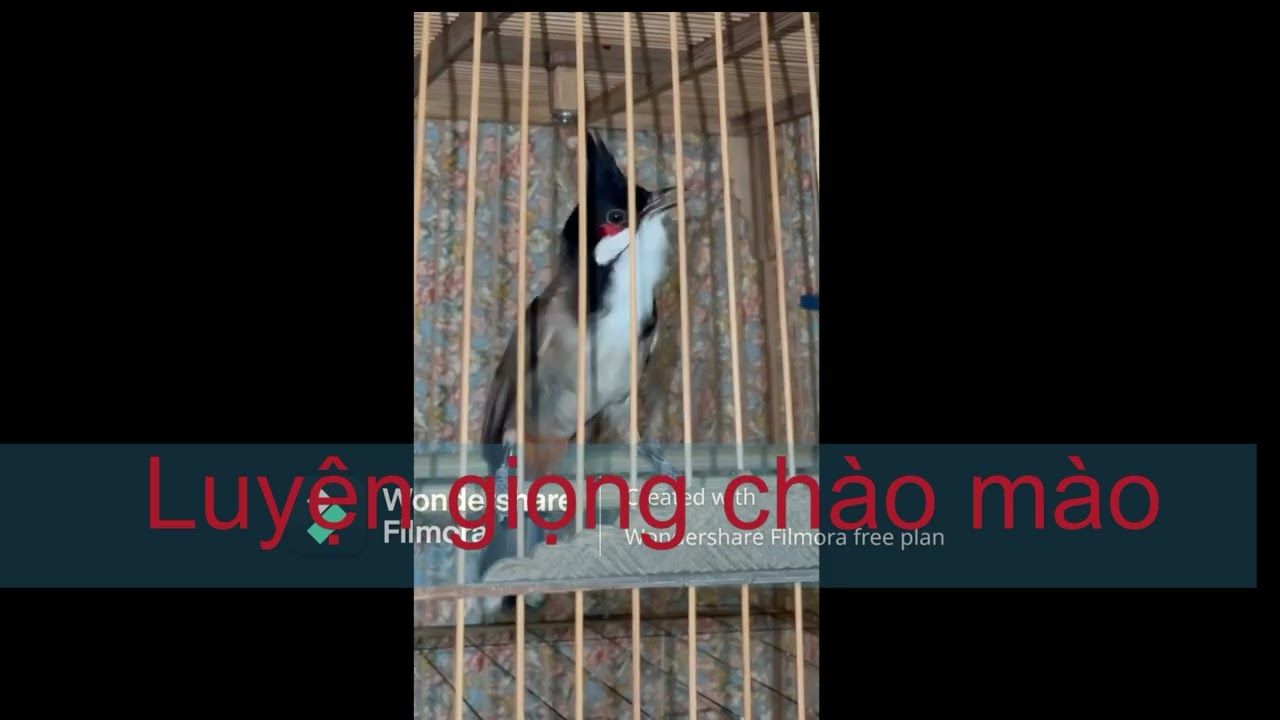 Luyện chào mào hót sáng, QUÁ HAY - CHÉ KÍCH BỔI CĂNG ĐÉT, Cách luyện chào mào hót căng lửa, chào mào