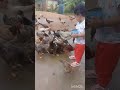 Little girl giving chicken and duck feed 