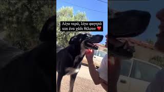 Λίγο νερό, λίγο φαγητό και ένα χάδι θέλουν ❤️ #κατοικιδια