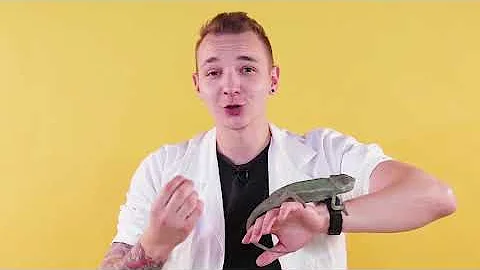 ХАМЕЛЕОН МЕНЯЕТ ЦВЕТ😱 / ЭКСПЕРИМЕНТ С ЗЕРКАЛЬНОЙ КОРОБКОЙ🦎