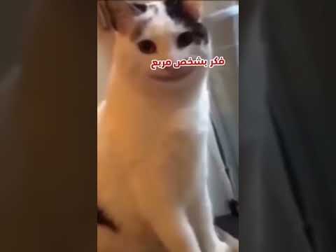 اغنيه الحب ليس خيار بالطماط