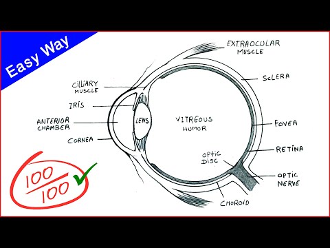 Video: Øre-anatomi, Diagram Og Bilder - Kroppskart