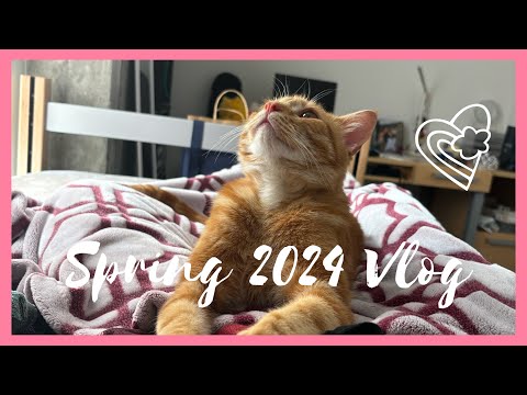 【College】 Spring 2024 Vlog: First Time Being a Cat Mom 🐈