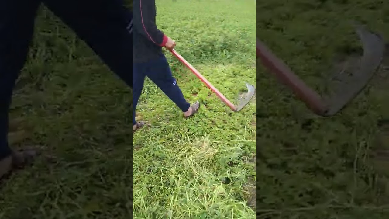 شاهد اسرع طريقه لحش البرسيم بالسيف