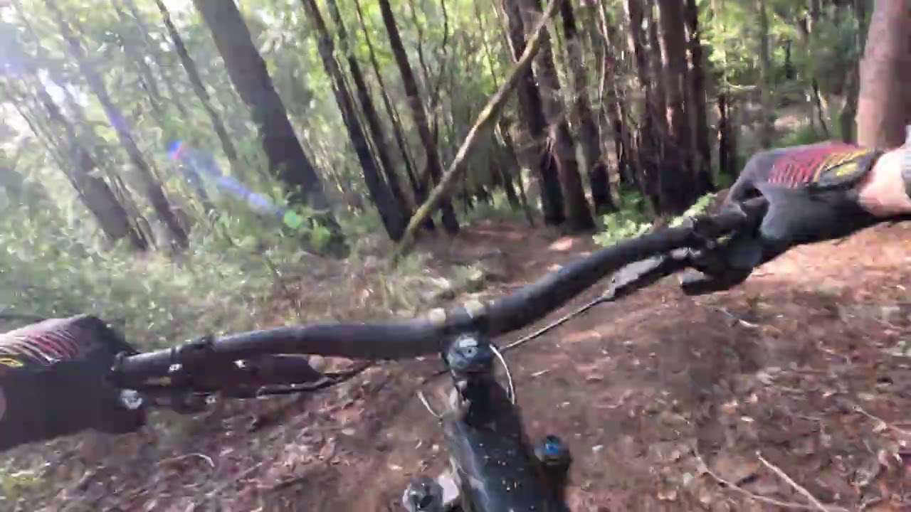 Dogs to Majors Creek