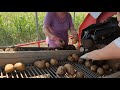 John deere 5400 i samro super b-vadnja krompira 2021/potato harvesting