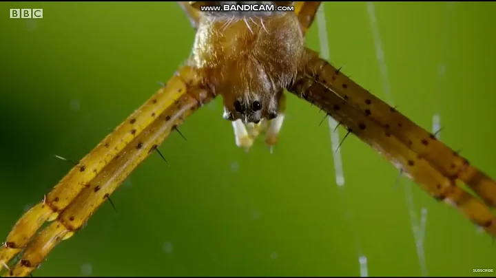 Best Spider Moments | Top 20 | BBC Earth | S1: E1