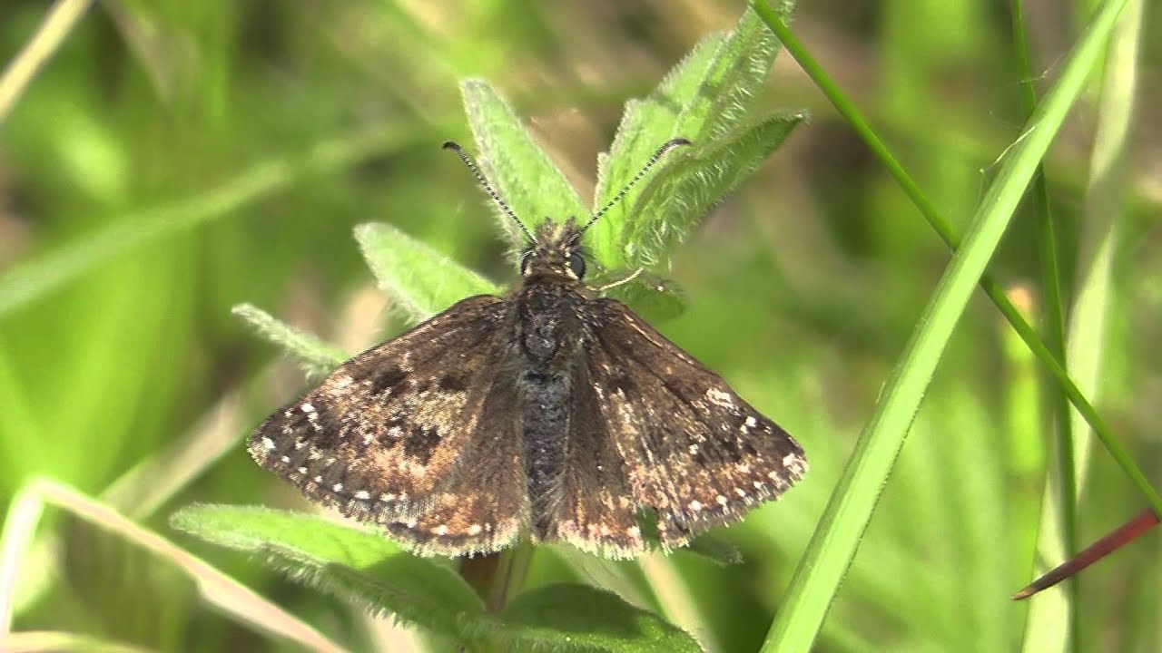 Dingy Skipper.