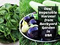 Fresh desi vegetable harvest in usa  chemical free and organic   backyard garden  desi living